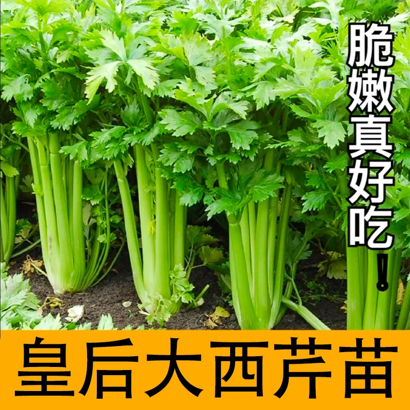 优质四季皇后西芹苗小香芹苗西兰花苗寿光品质对版苗阳台盆栽小院