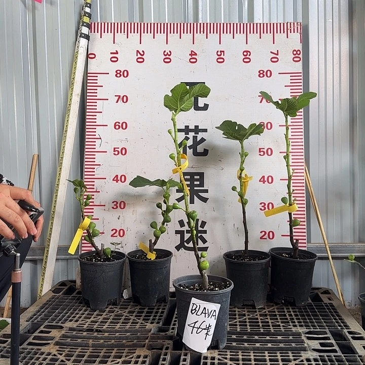 当前无花栽培后可以开花BLAVA无花果树苗扦插苗