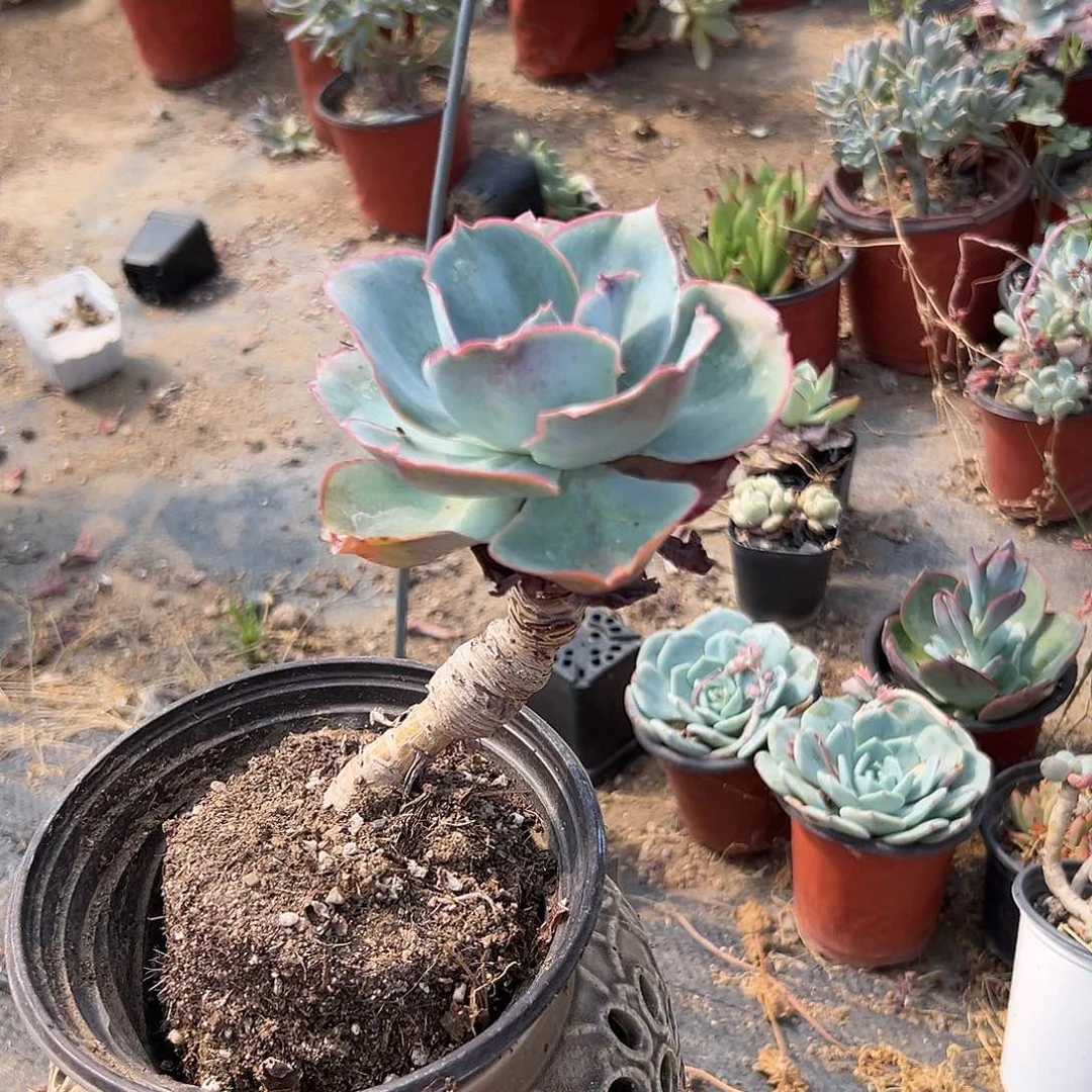 多肉植物达芬奇密码