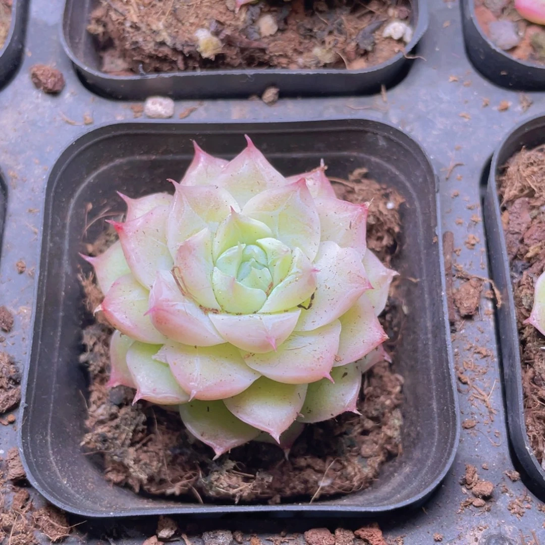 潘多拉女王多肉9.9包邮