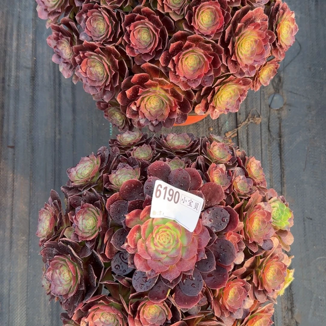 徐***风组合多肉多肉6189➕6190多肉多肉