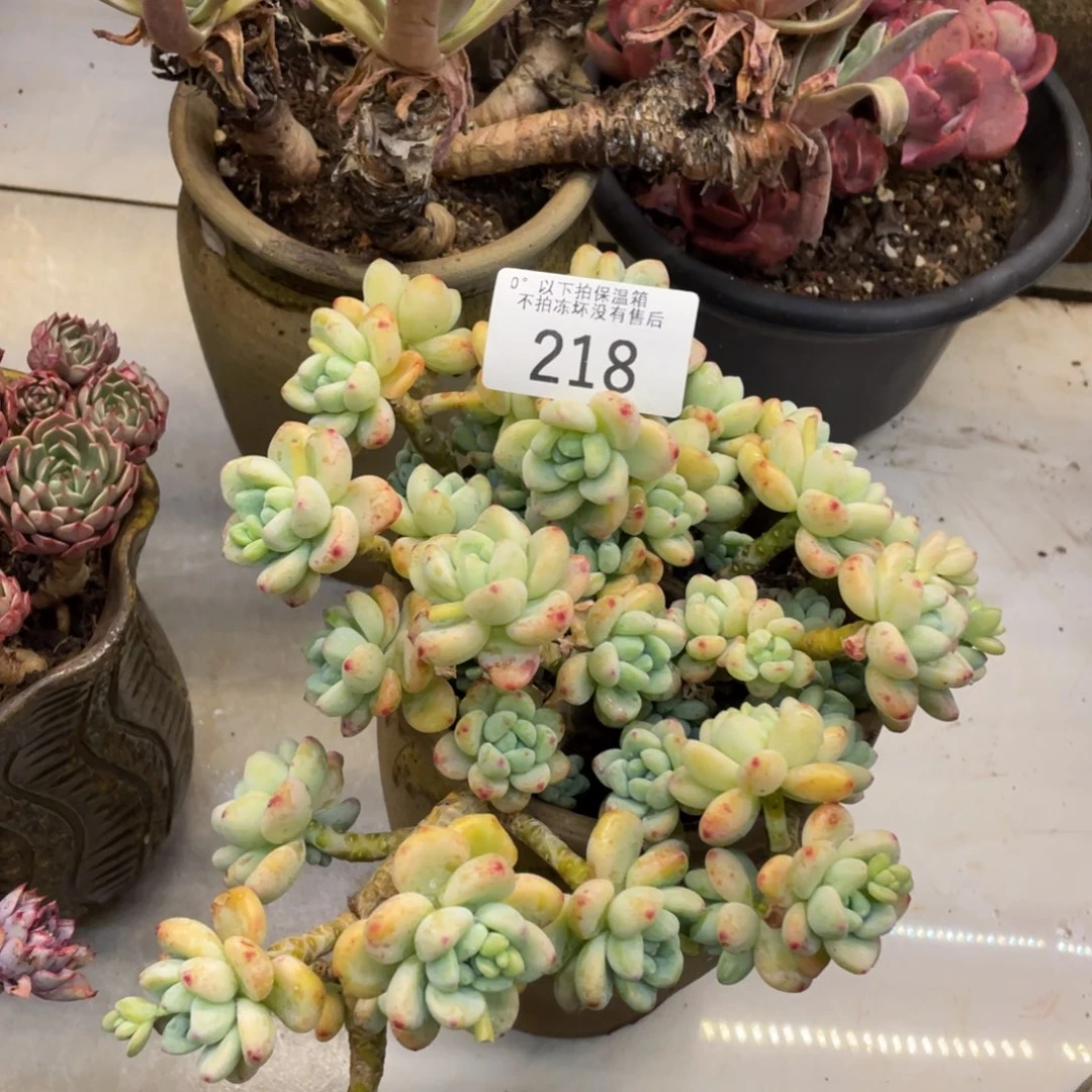 黑大帅多肉218劳尔