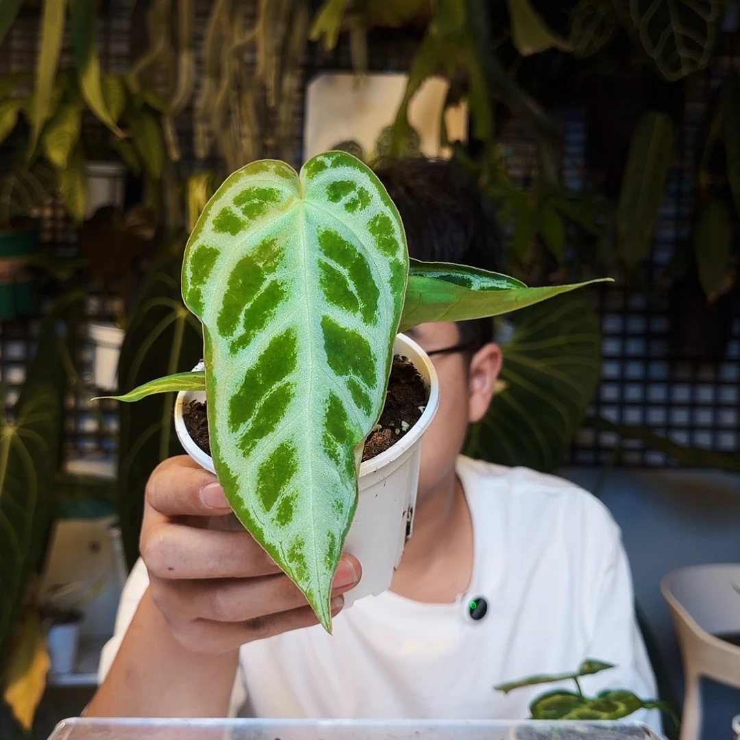不开花植物S152银刷子