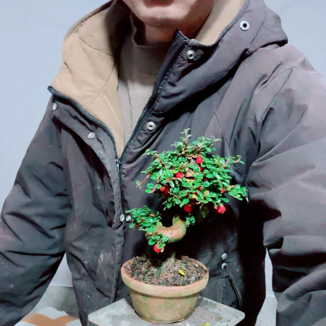 涂***芳云南白花栒子红花栒子