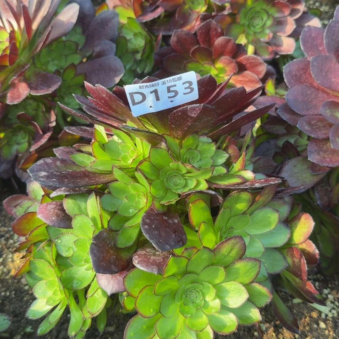 153黑美人。多肉植物