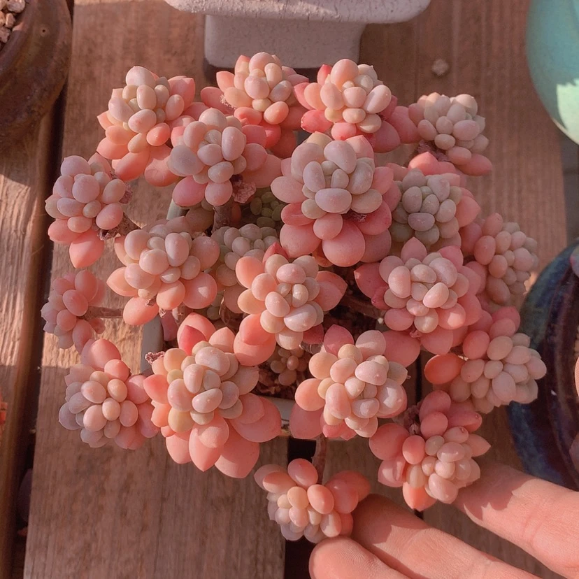 【闪购商品】彩虹鱼子酱