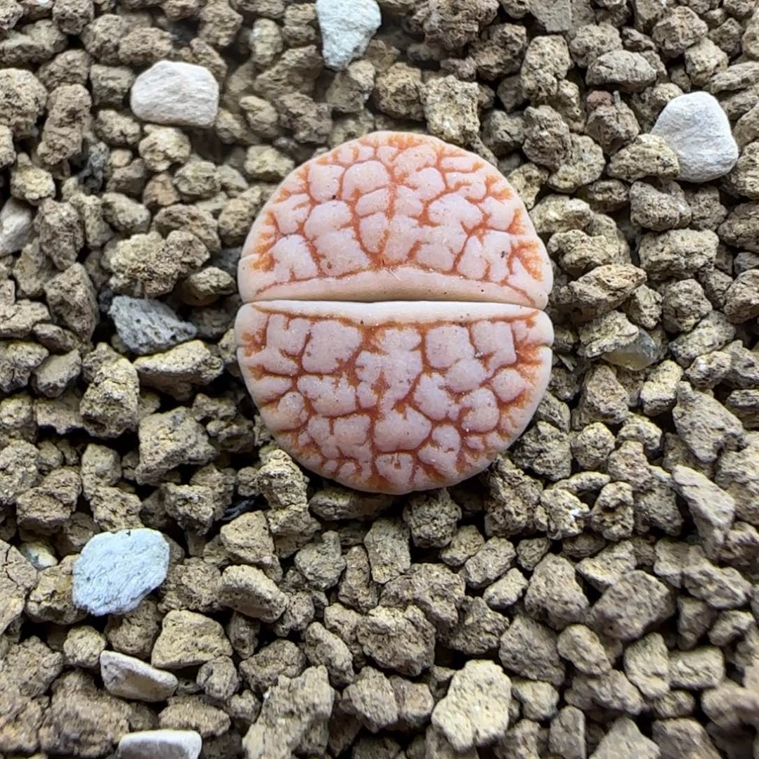 448 生石花大棚直播