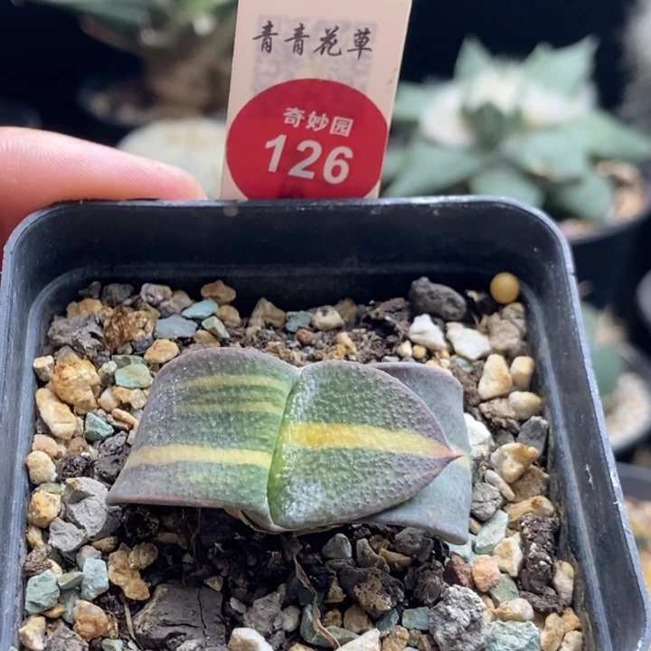 军配卧牛锦一棵特价