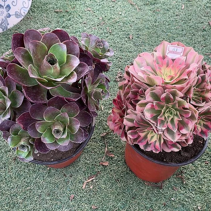 198两颗多肉植物