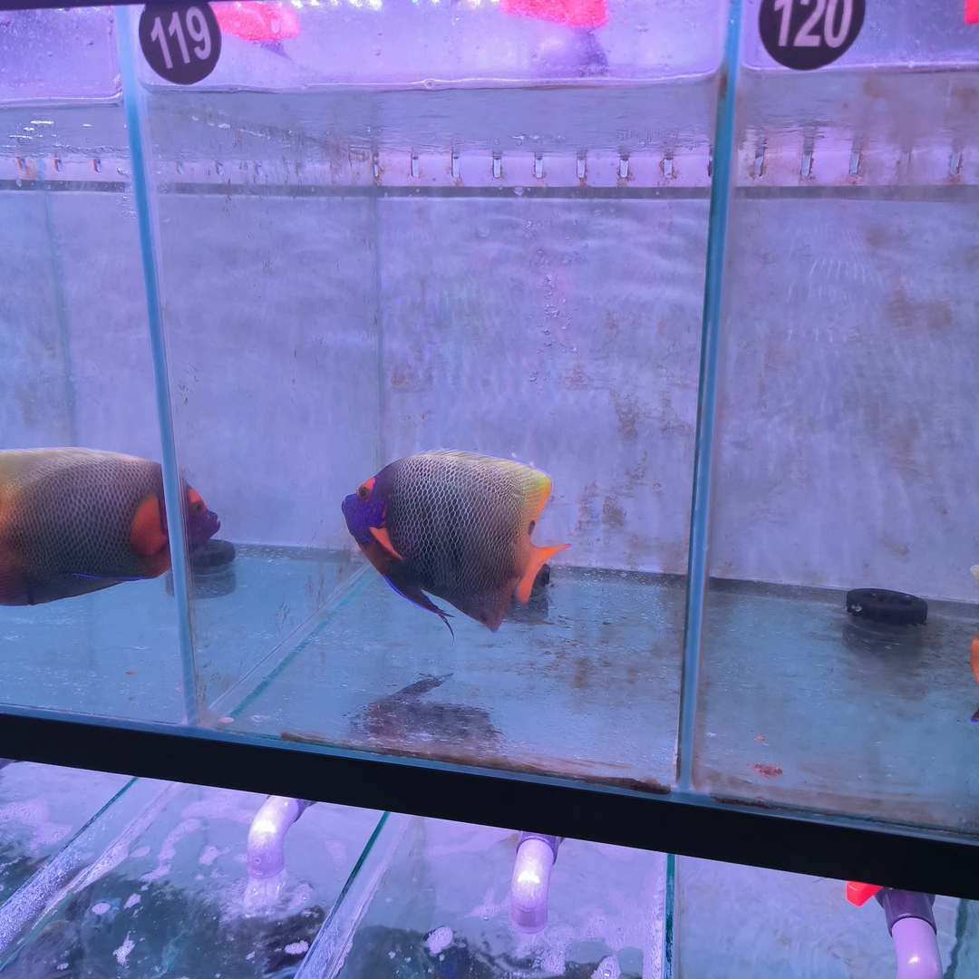 检疫定水颗粒蓝面神仙