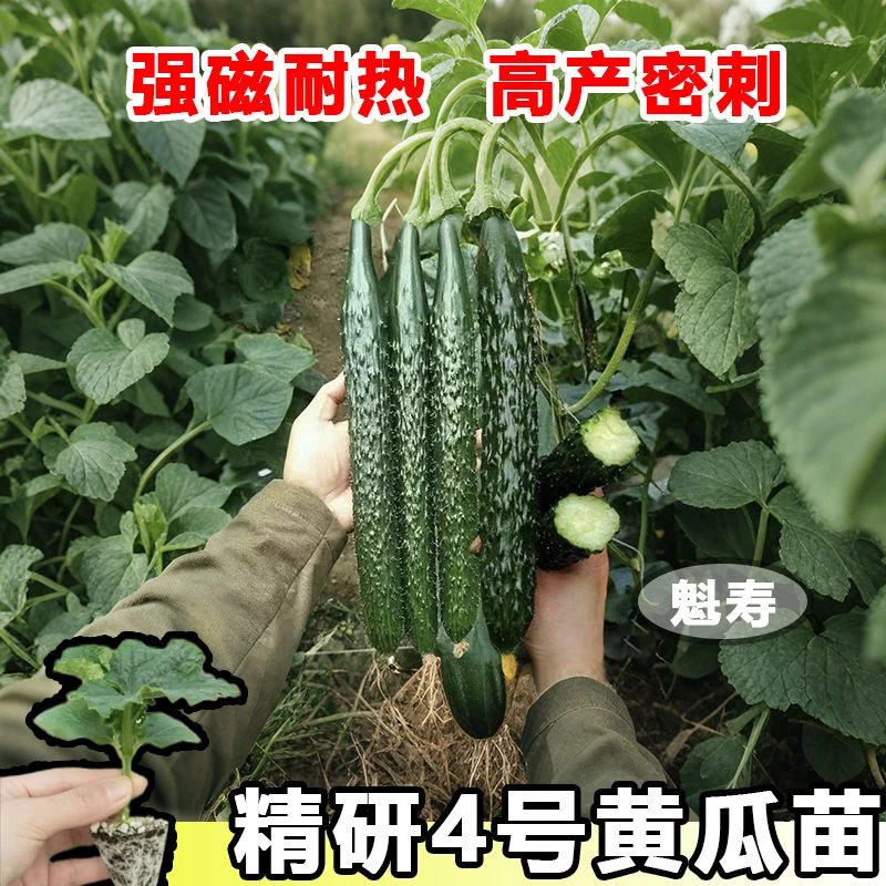 津研四号黄瓜苗黄瓜秧苗阳台蔬菜苗黄瓜苗带土大苗青瓜懒人春天