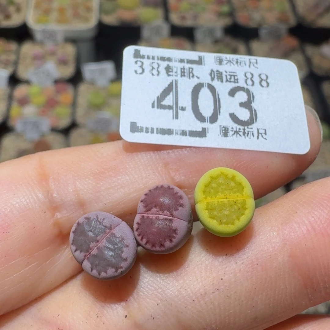 玉***子Ssss精品生石花403