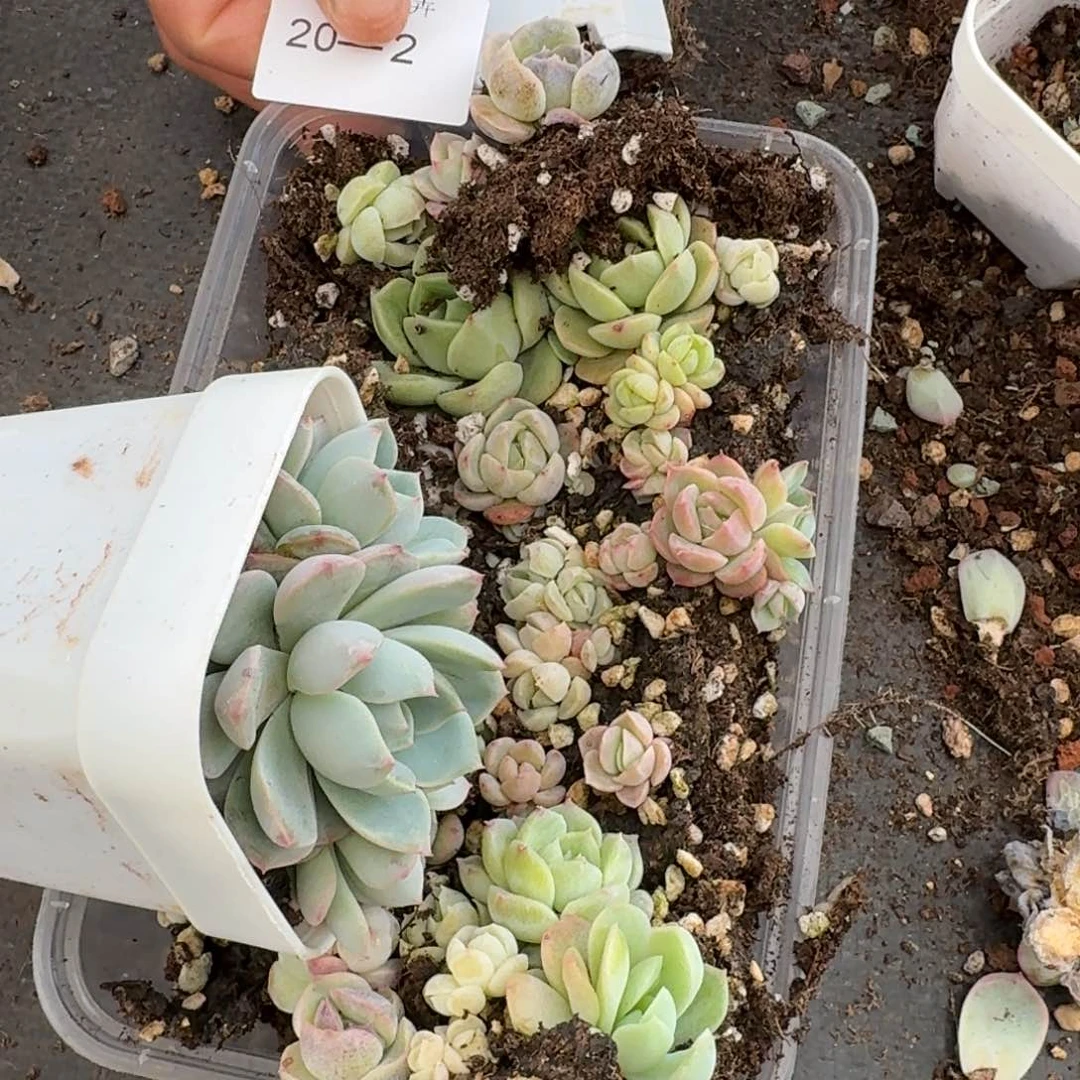 一个糖心珍妮切糕+一盆脱土发货20-2