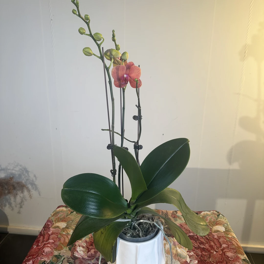 【金桔】 蝴蝶兰带花带花苞