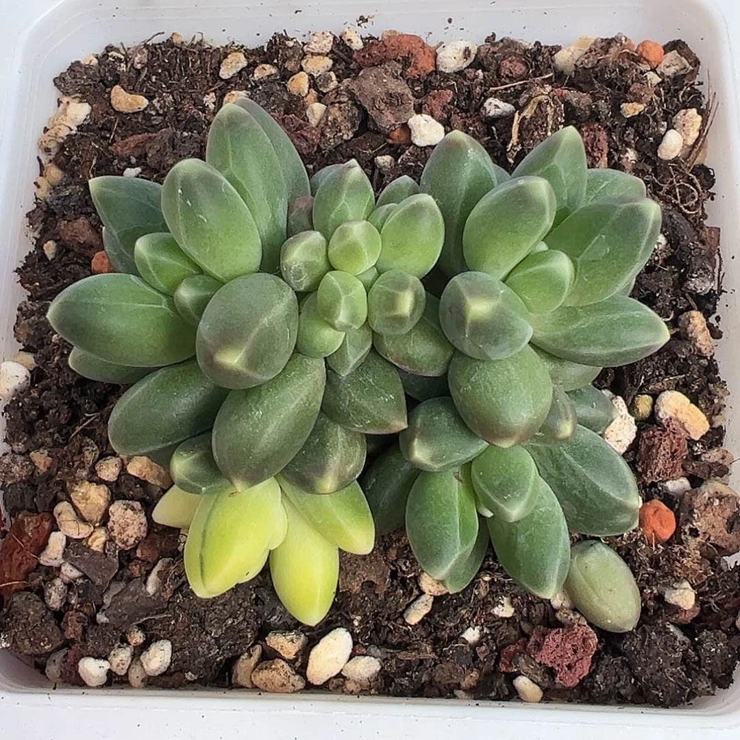 满38包邮千代田锦