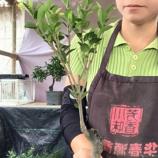 无花朵万年青葫芦。