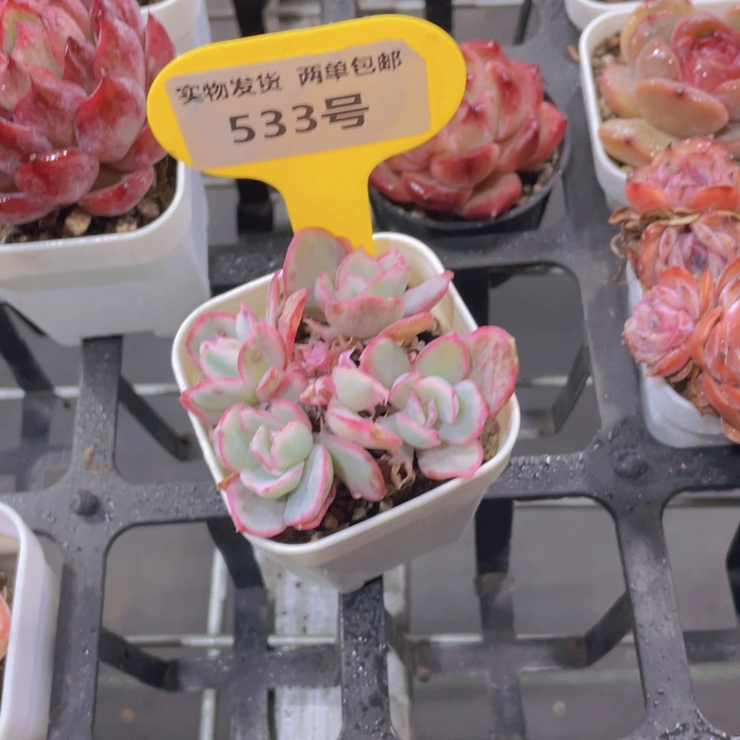 533号伯克利锦群