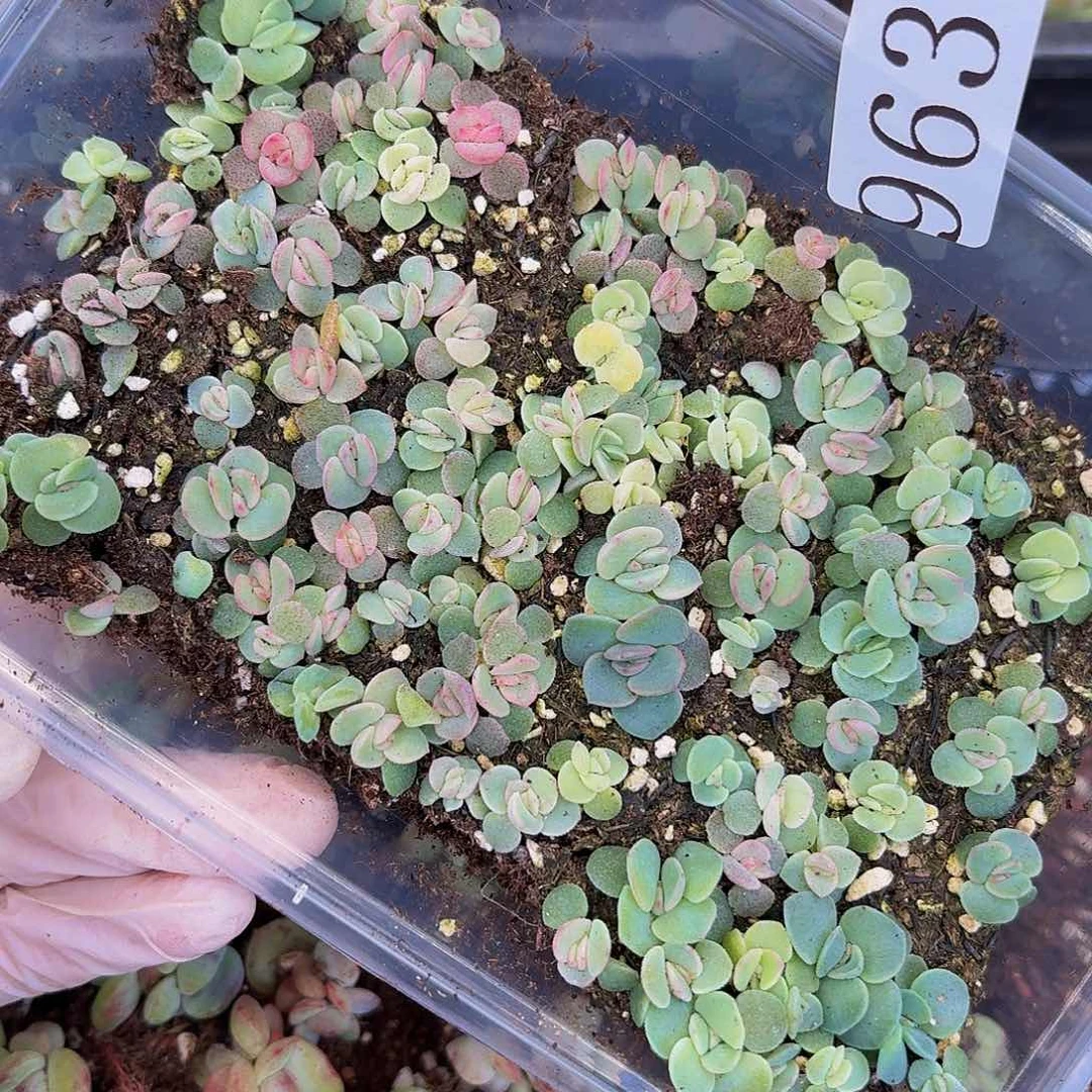 多肉植物多肉植物963