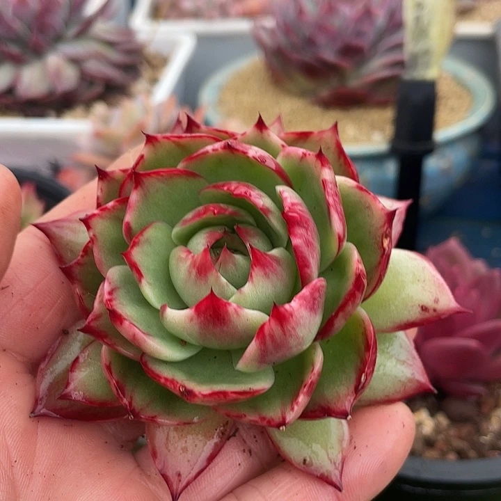 惊鸿仙子多肉植物008