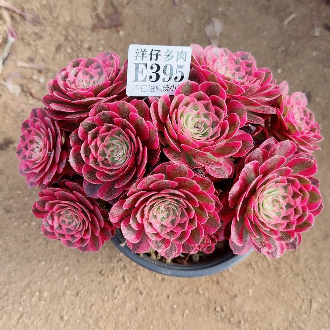 395倾城 冠幅22左右