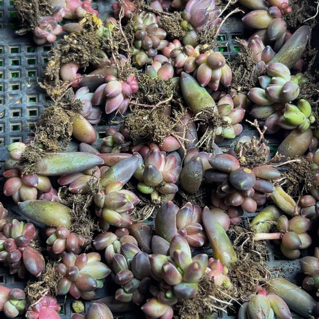 10颗美人系列多肉植物福利款