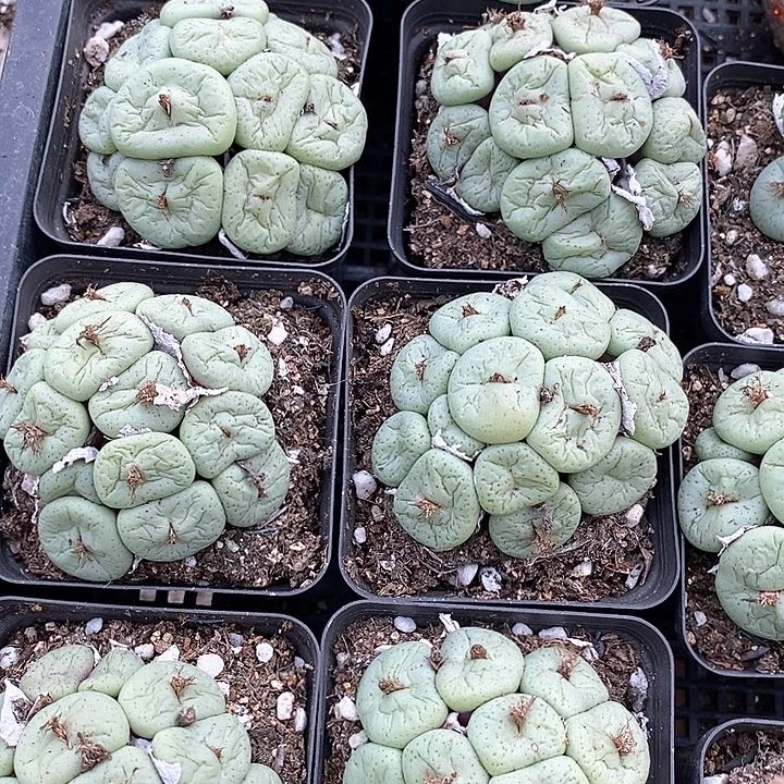 6526吕氏大饼一颗