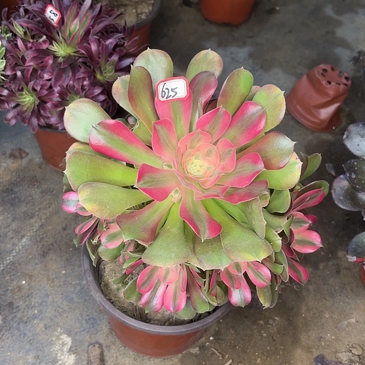 香妃625多肉植物法师