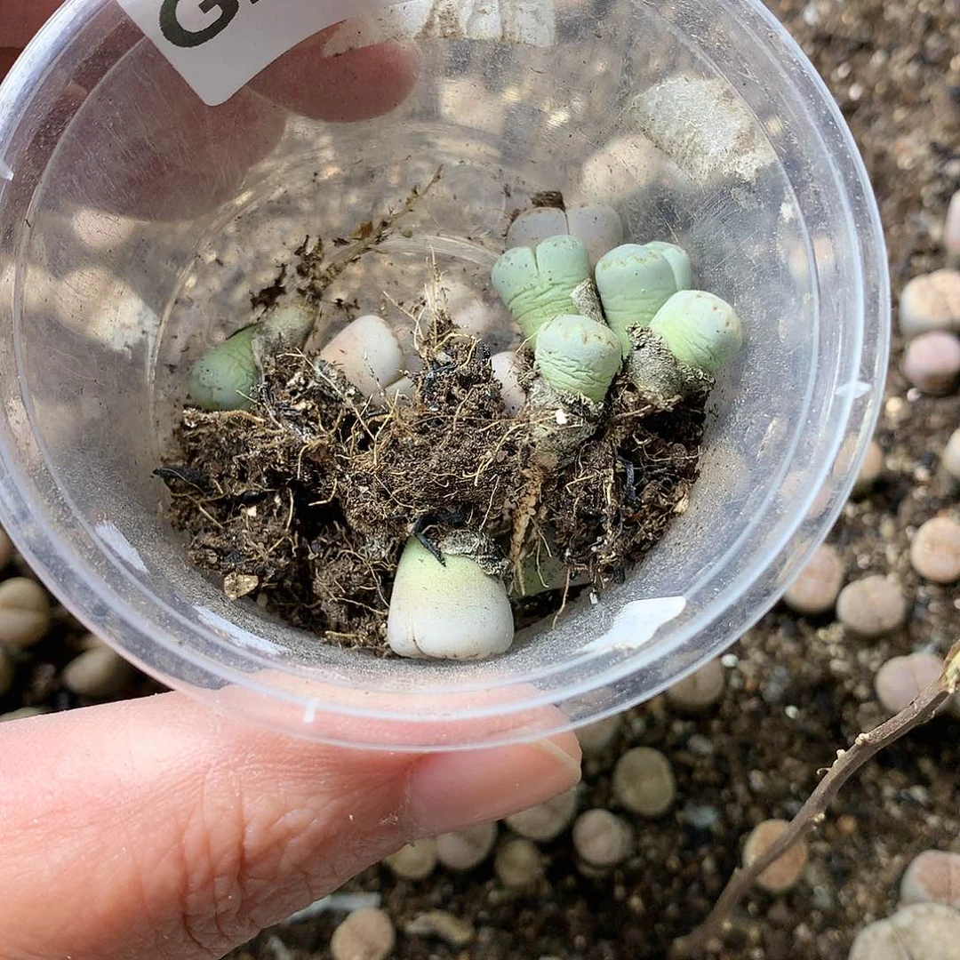 郁*香G297多肉植物保护研究所