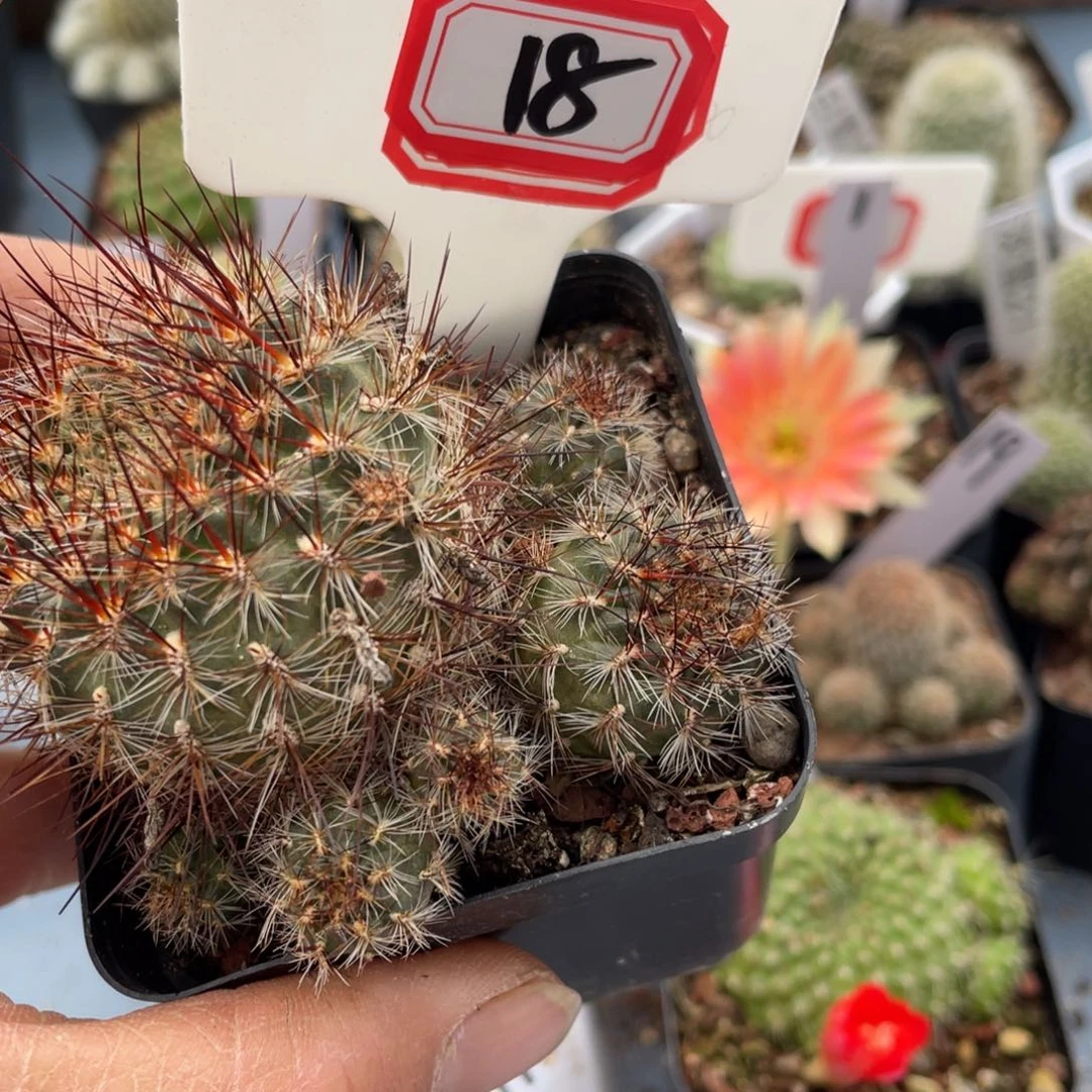 杠*头18往事多肉园仙人球