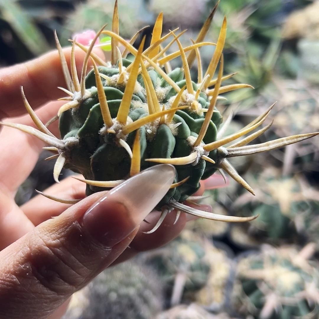 龙剑有根仙人球6666666