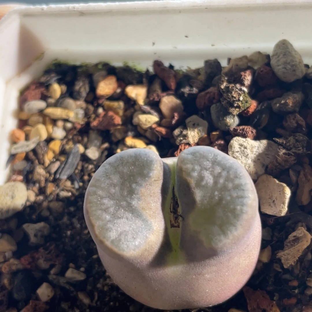 单头磁铁植物一物一拍