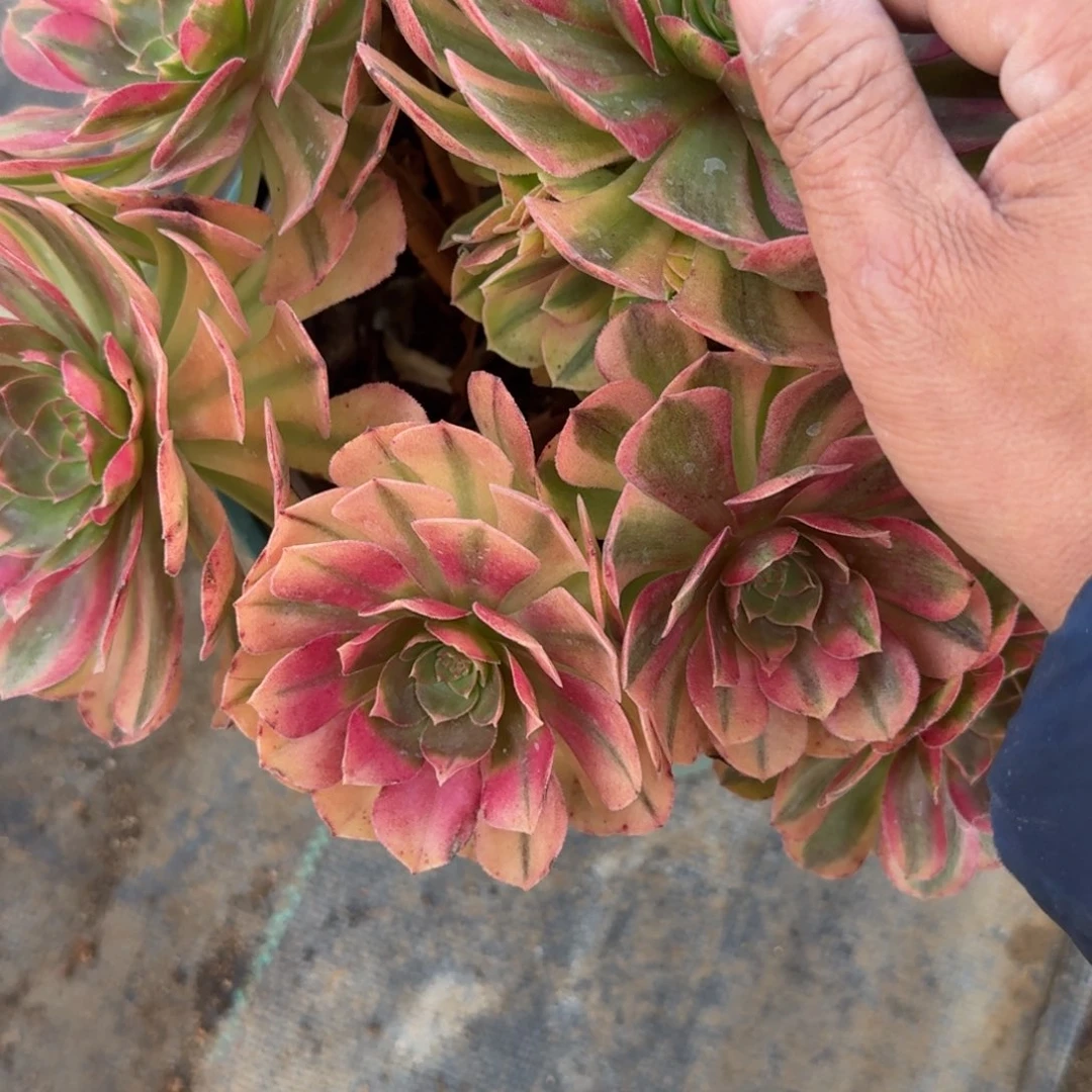 大雨河多肉植物老庄986