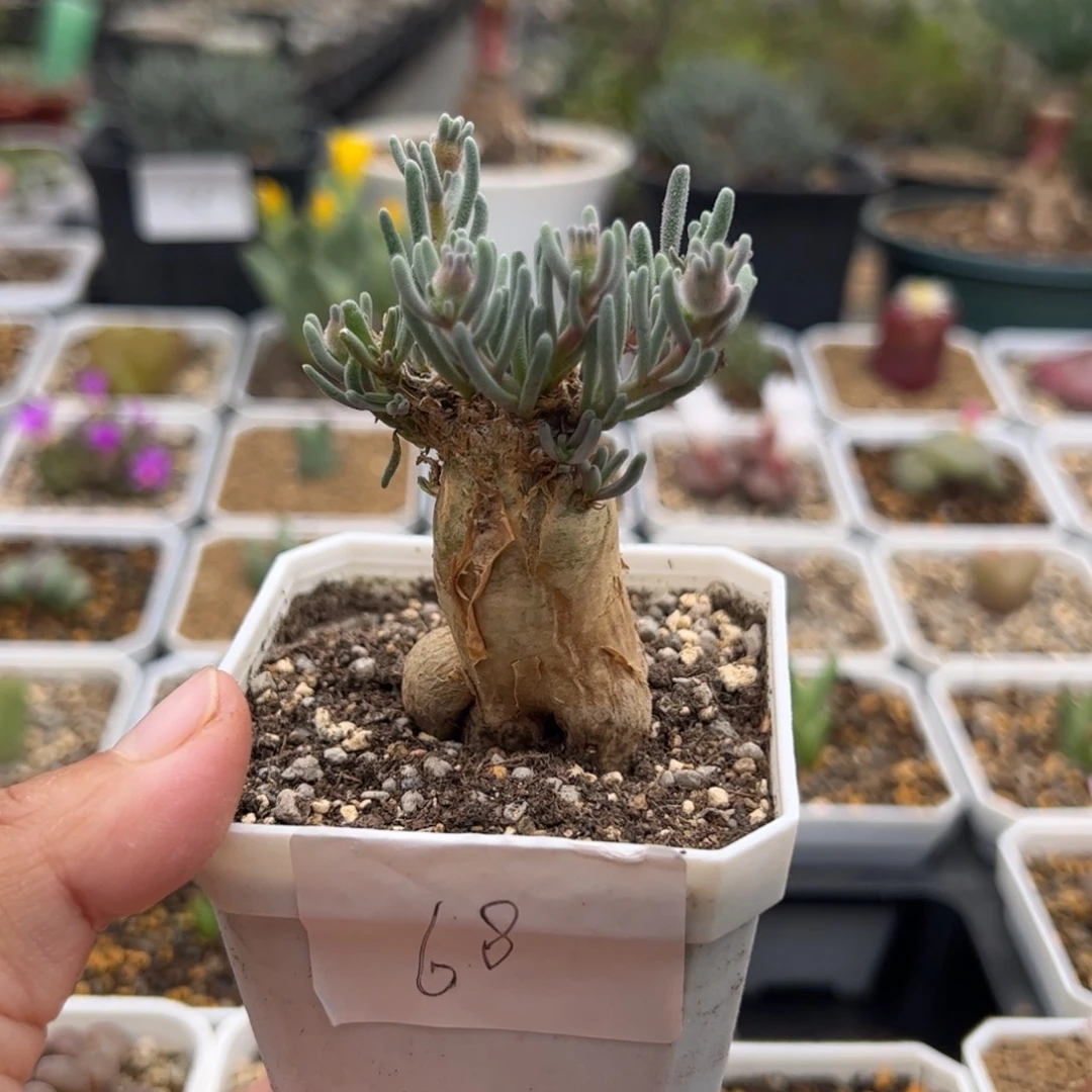 68号蛋清霜11.7多肉