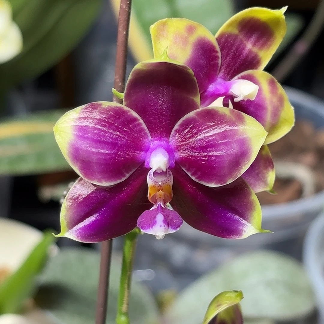 大部分开放少量花苞弥陀红虎