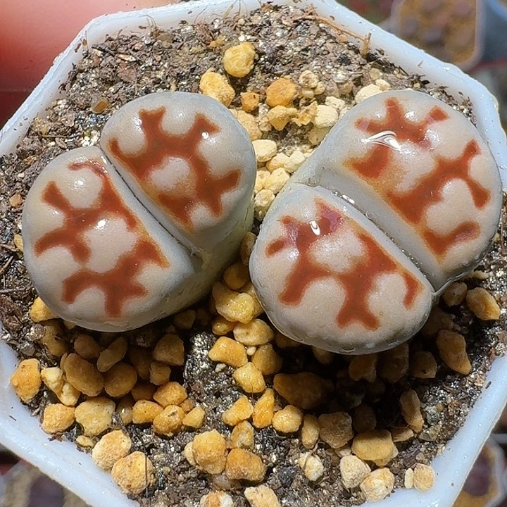 生石花111112。  375