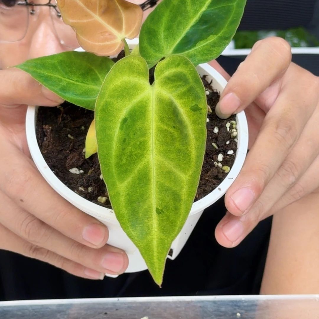 完全开放水晶抹茶锦K200