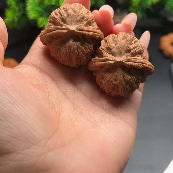 核桃40白狮子全品