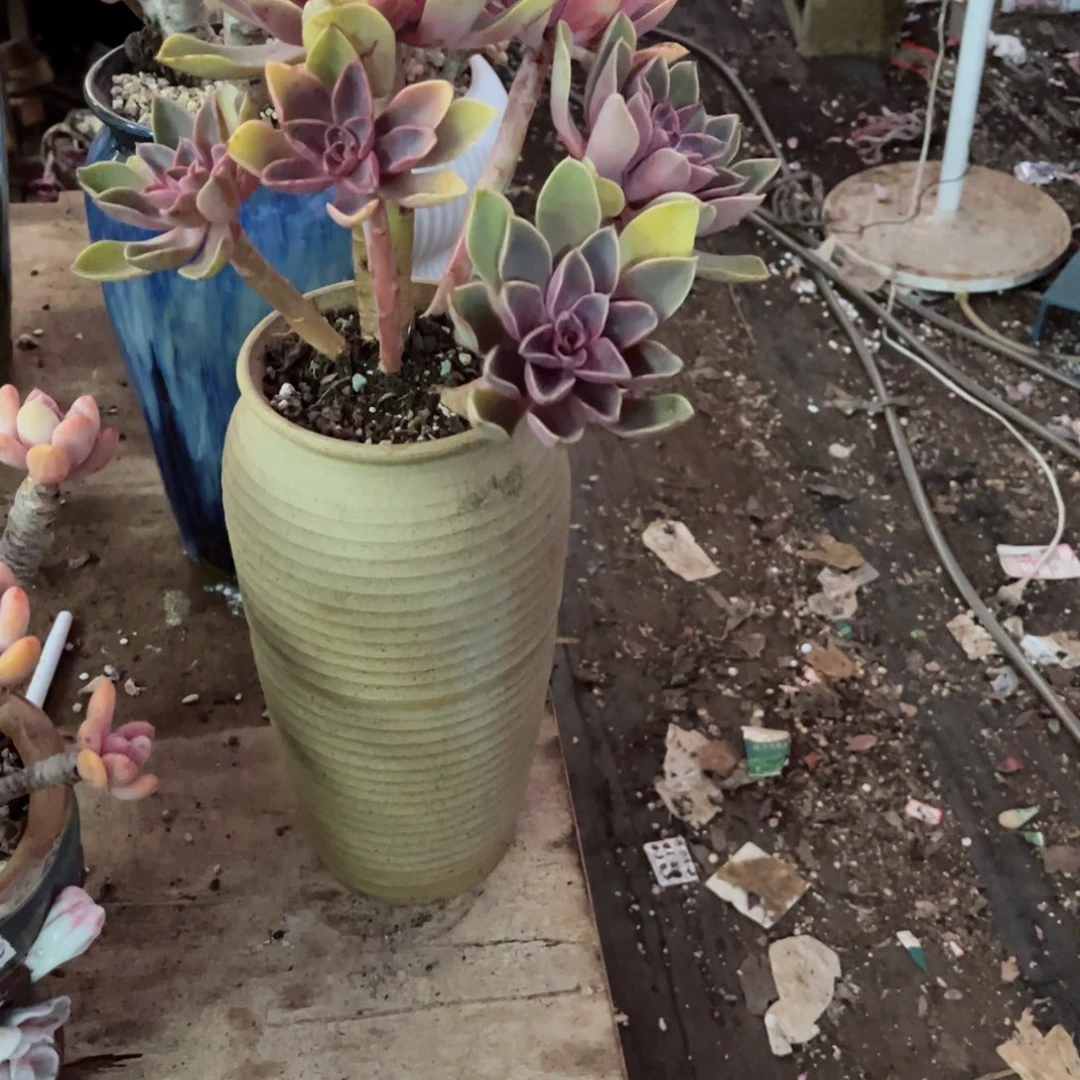 我们都市里有很多的小伙伴