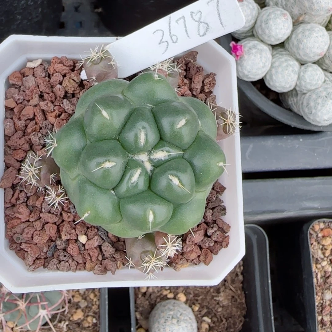 已*置3687实生蜘蛛之眼多肉0000