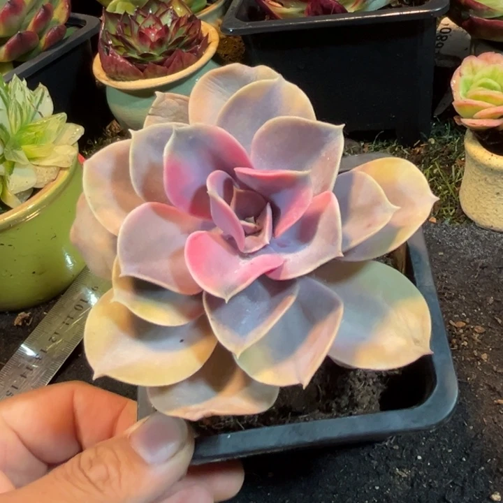 彩虹惊鸿一物一拍包装收缩花旱