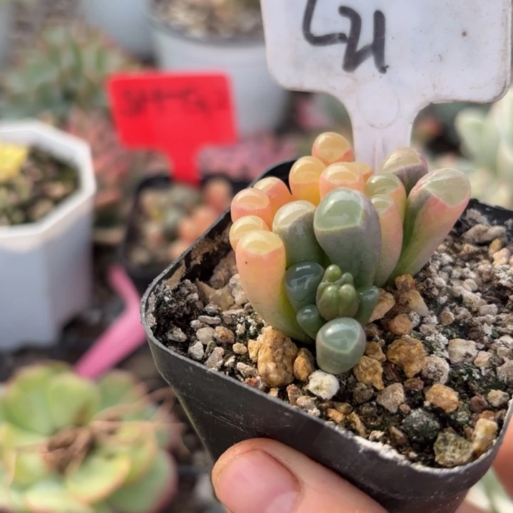 五十玲玉锦多肉植物