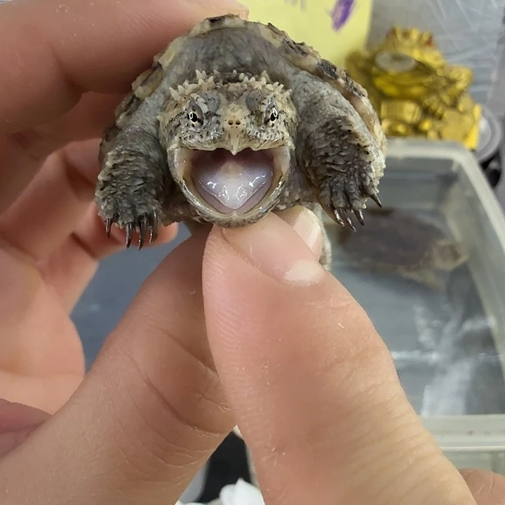 小鳄龟母不分公母，小瑕疵背甲增一块小甲，苗王级别爆刺