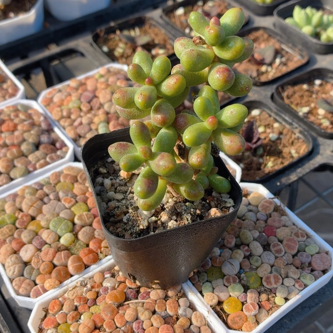 绿龟卵多肉9.9包邮发货