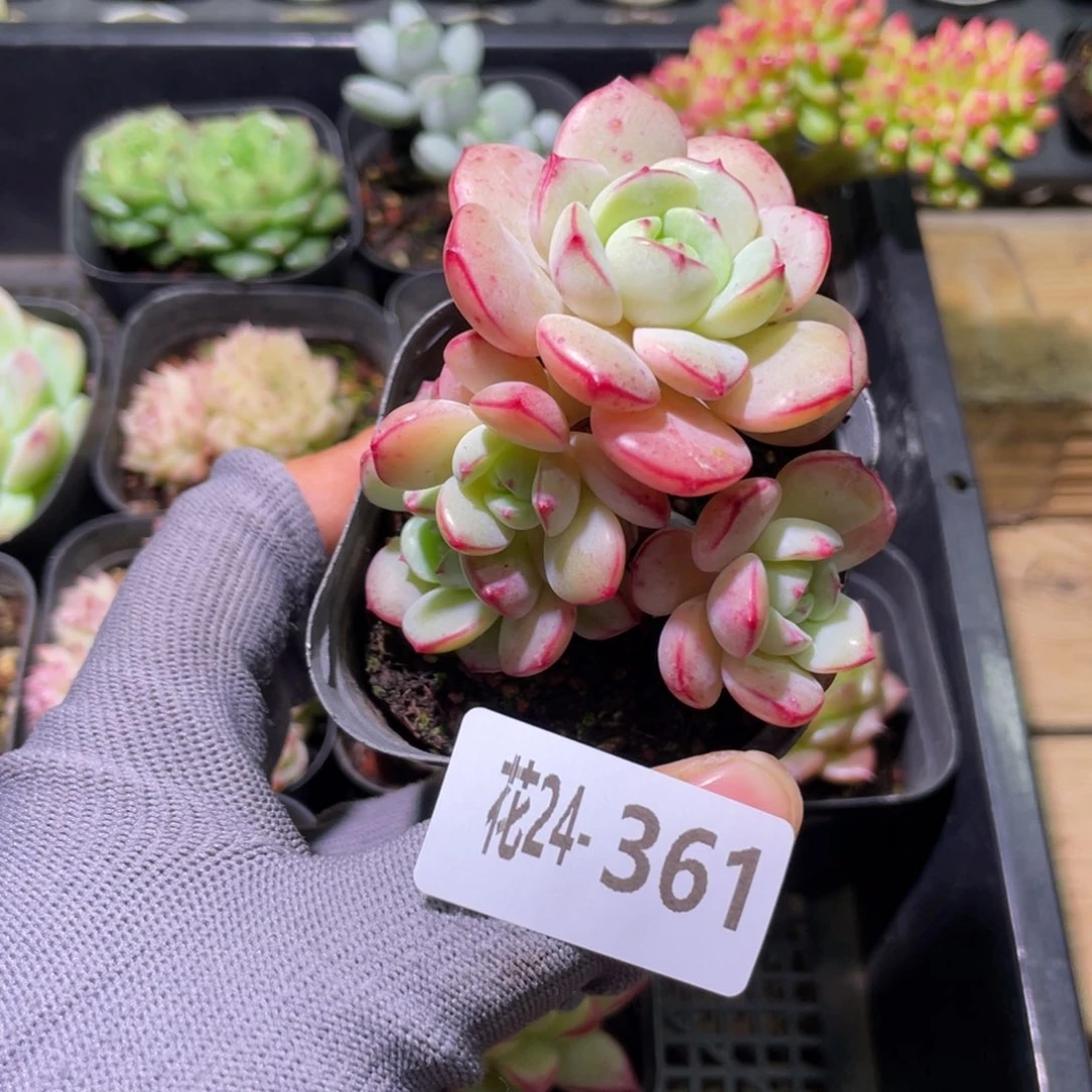 花利美24-361香草