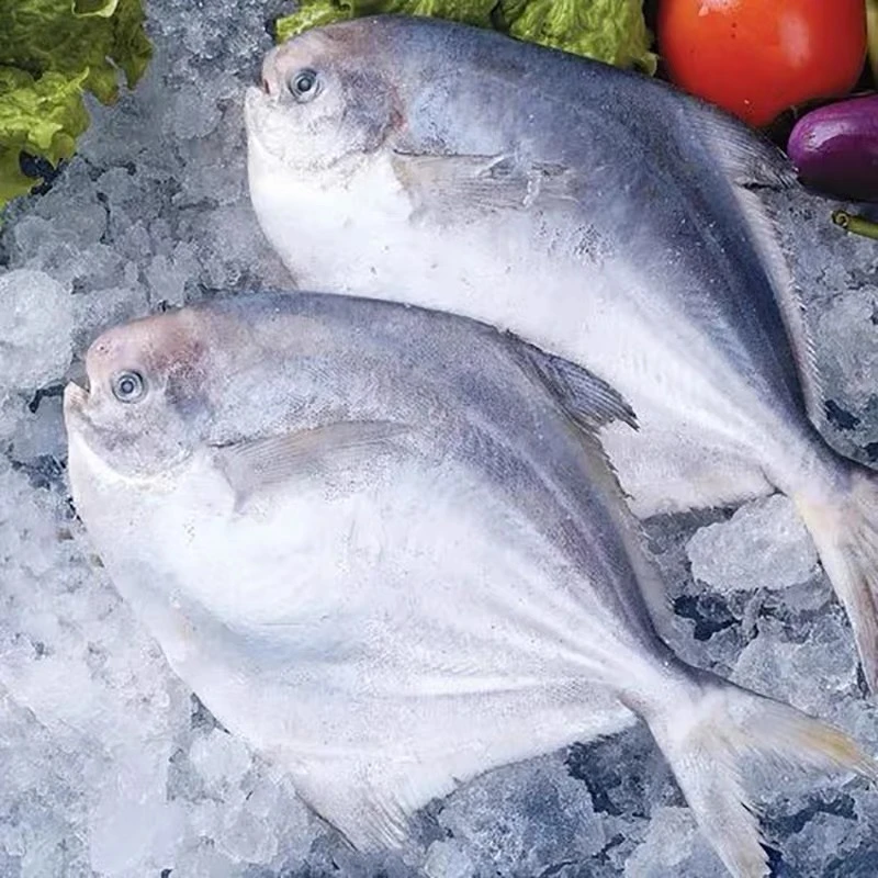 海捕银鲳鱼刺少肉多鲜活海鱼小鲳鱼评语白鲳鱼5-6条/斤