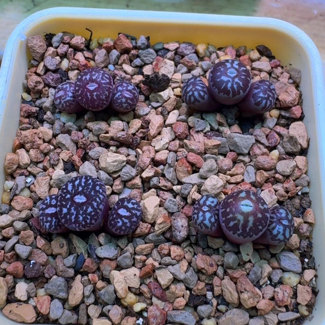 l***蔡云缦精品番杏30.51