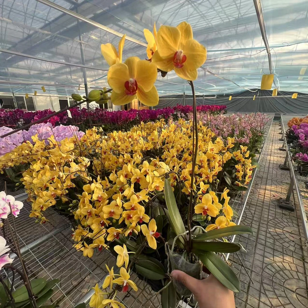 【花之漫】（越南王子）3.0寸杯单剑蝴蝶兰花卉室内阳台桌面盆栽