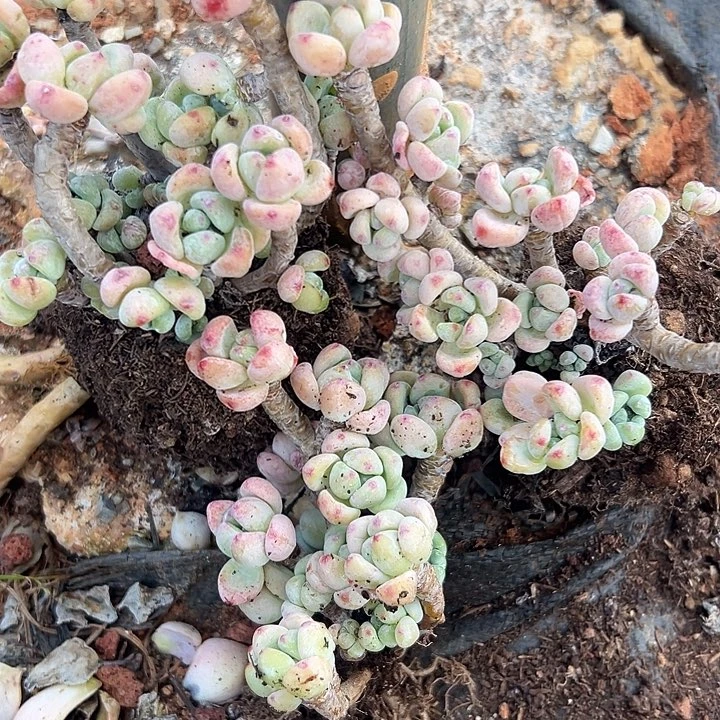 无花朵樱花罗琦3人。