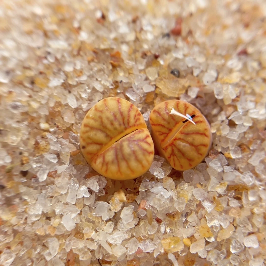 菡*610. 66787789878999