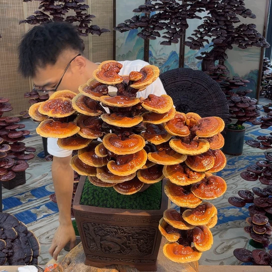 无花朵88888888888